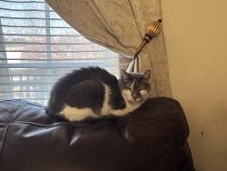 Reunited Male Cat last seen Intersection of Hyannis and Woodlake, Carol Stream, IL 60188