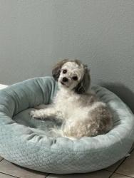 Lost Female Dog last seen Close to a metro stop, Houston, TX 77036