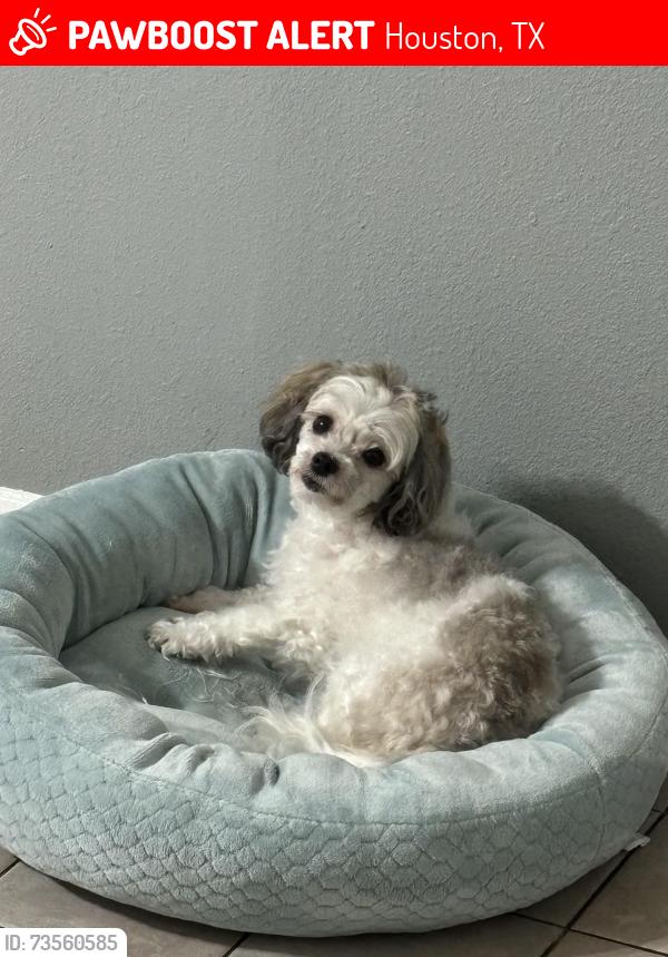 Lost Female Dog last seen Close to a metro stop, Houston, TX 77036