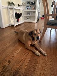 Reunited Male Dog last seen Shadow brook dr, Burlington, NC 27216