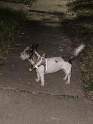 Found/Stray Unknown Dog last seen Corner of Bent Bough Lane and Long Creek Ln, Houston, TX 77088