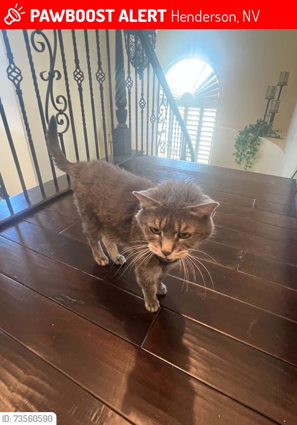 Lost Male Cat last seen LOMPRY DR & ANAMARIE LN, Henderson, NV 89002