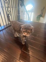 Lost Male Cat last seen LOMPRY DR & ANAMARIE LN, Henderson, NV 89002