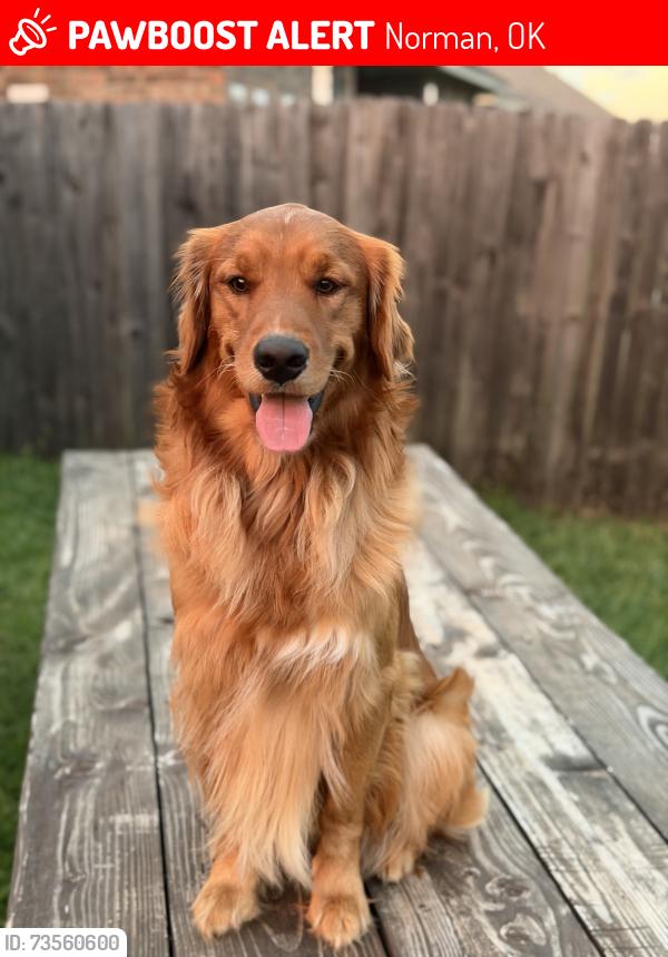 Lost Male Dog last seen 24th and Alameda, Norman, OK 73071