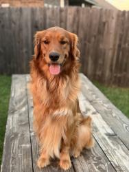 Lost Male Dog last seen 24th and Alameda, Norman, OK 73071