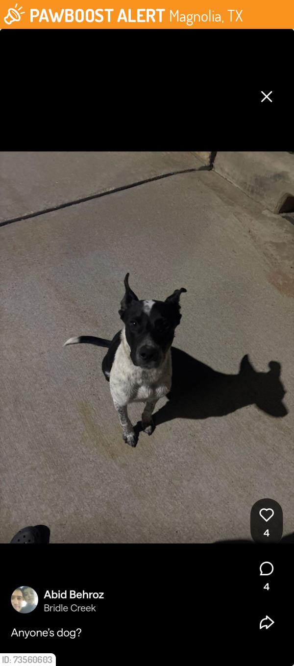 Found/Stray Male Dog last seen Elegant pine lane, Magnolia, TX 77355