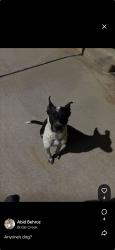 Found/Stray Male Dog last seen Elegant pine lane, Magnolia, TX 77355