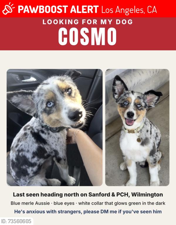 Lost Male Dog last seen Sanford and PCH, Los Angeles, CA 90744