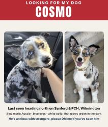 Lost Male Dog last seen Sanford and PCH, Los Angeles, CA 90744