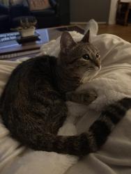 Reunited Female Cat last seen New York Ave and Farragut Rd, Brooklyn, NY 11210