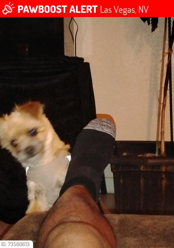 Lost Male Dog last seen Sterling silver st and Sterling, Las Vegas, NV 89108