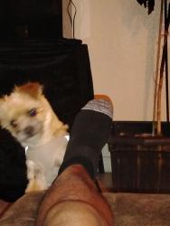 Lost Male Dog last seen Sterling silver st and Sterling, Las Vegas, NV 89108