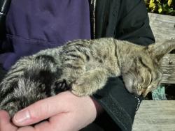 Lost Unknown Cat last seen Maine Street and 79th Ave. May be along 79th Ave., Queens, NY 11366