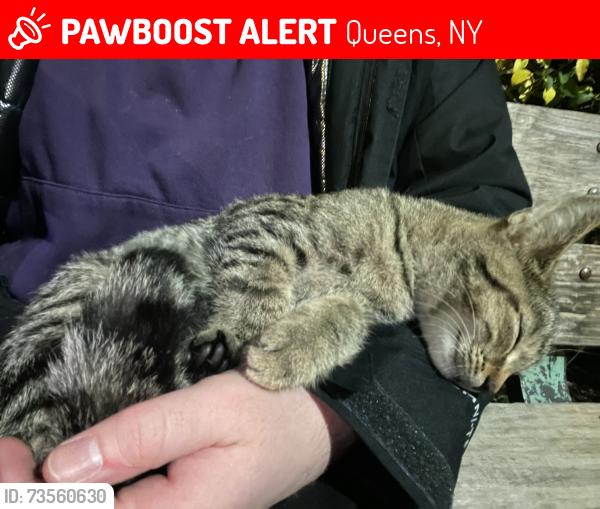 Lost Unknown Cat last seen Maine Street and 79th Ave. May be along 79th Ave., Queens, NY 11366