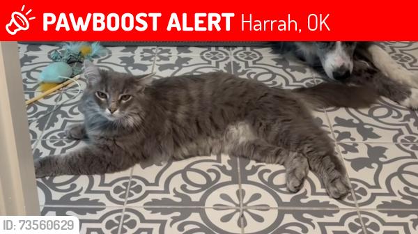 Lost Male Cat last seen 10th and Tim holt drive., Harrah, OK 73045