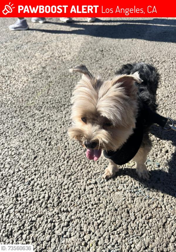 Lost Male Dog last seen Solano Ave & N Broadway, Los Angeles, CA 90031, Los Angeles, CA 90012