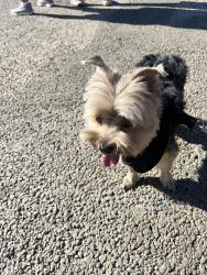 Lost Male Dog last seen Solano Ave & N Broadway, Los Angeles, CA 90031, Los Angeles, CA 90012