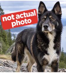 Reunited Male Dog last seen N Kendall Rd, Sequim, WA 98382, USA, Sequim, WA 98382
