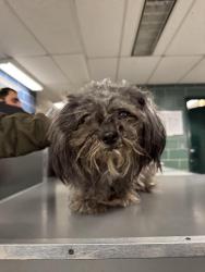 Found/Stray Unknown Dog last seen Near and union, Queens, NY 11366