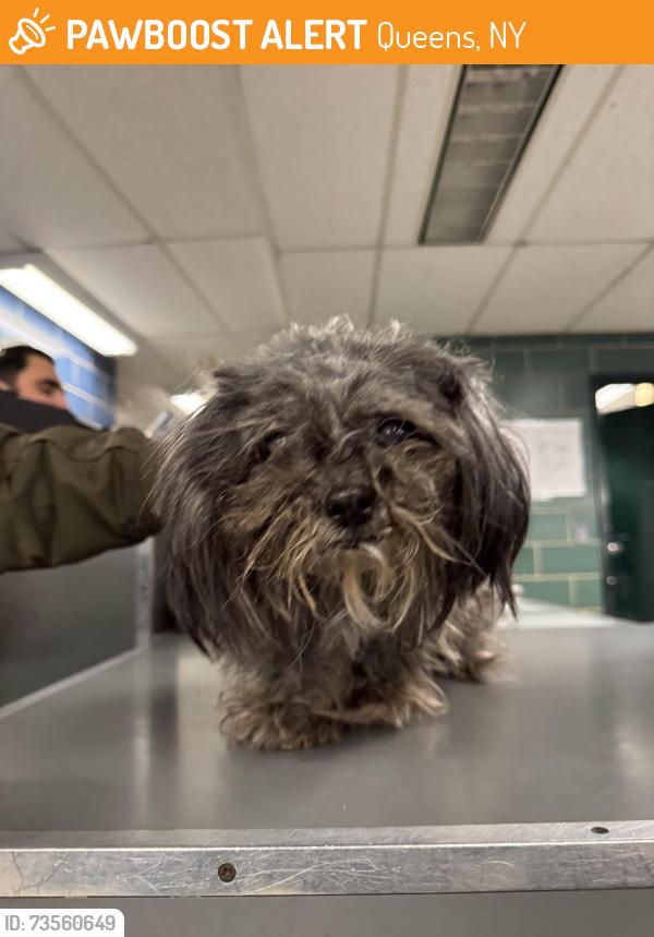 Found/Stray Unknown Dog last seen Near and union, Queens, NY 11366