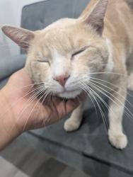 Reunited Male Cat last seen Obregon Park, Los Angeles, CA 90063