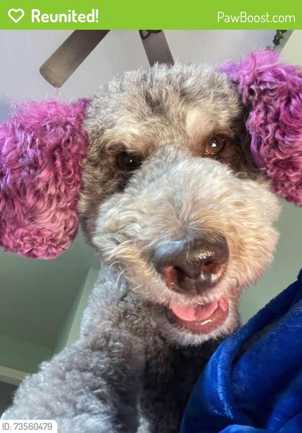 Reunited Female Dog last seen Chestnut St & Eighth ave s, Grand Forks, ND 58201