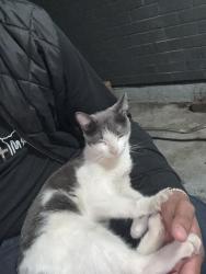 Lost Female Cat last seen Van siclen st, Brooklyn, NY 11207