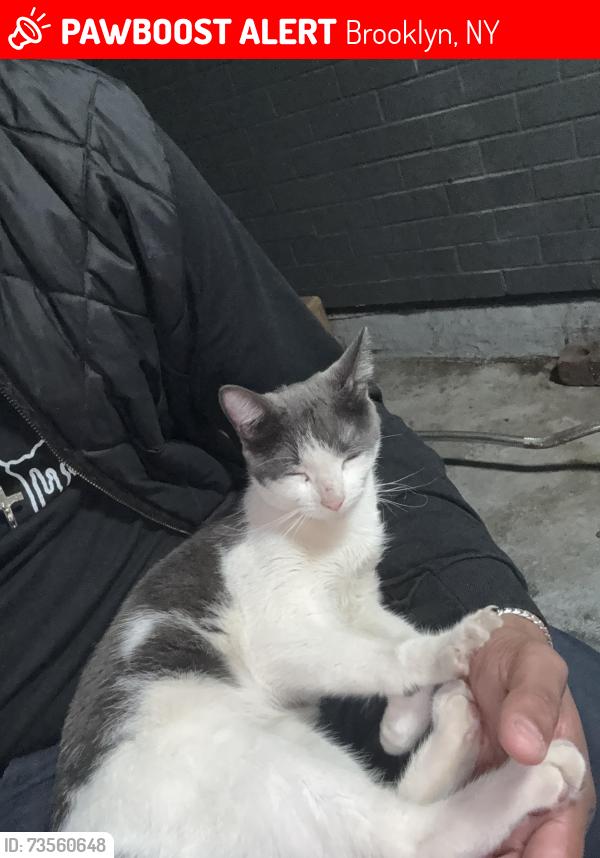 Lost Female Cat last seen Van siclen st, Brooklyn, NY 11207