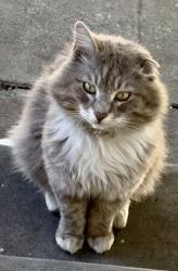 Reunited Male Cat last seen Fremont High School, Oakland, CA 94601