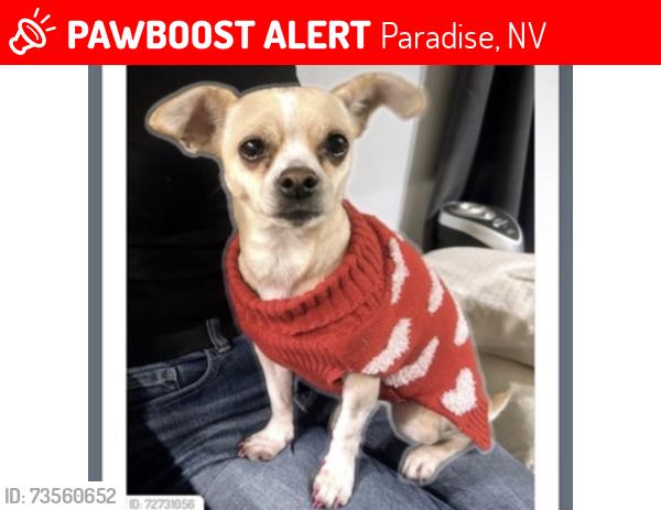 Lost Female Dog last seen E Flamingo and Eastern, Paradise, NV 89121