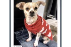 Lost Female Dog last seen E Flamingo and Eastern, Paradise, NV 89121