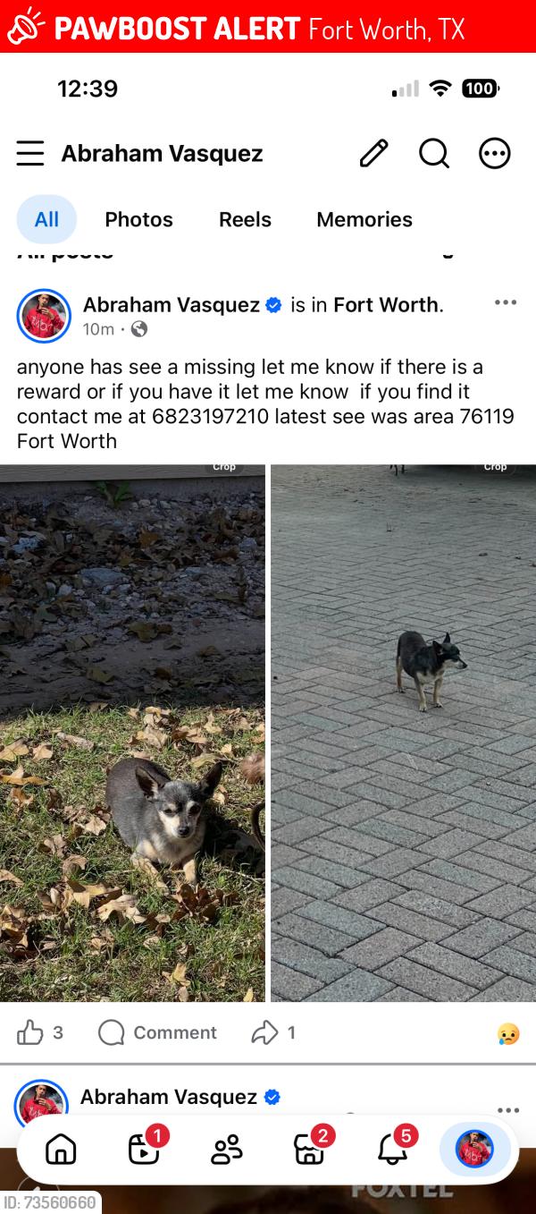 Lost Male Dog last seen Near Collin St Fort Worth, TX 76119 United States, Fort Worth, TX 76119