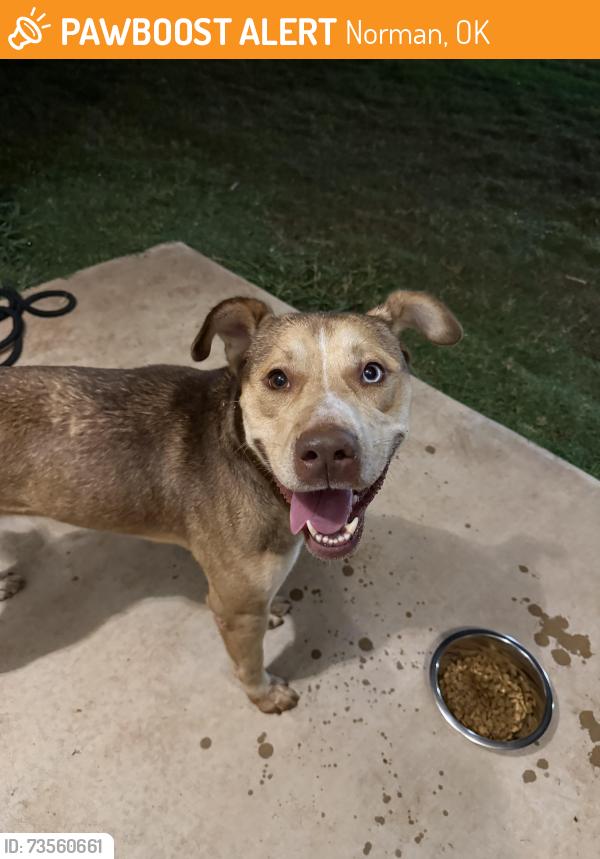 Found/Stray Male Dog last seen Wheatland Dr & Cloverdale Ln, Norman, OK 73071