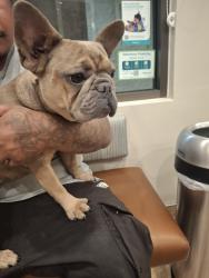 Reunited Female Dog last seen Fresno and floradora, Fresno, CA 93703