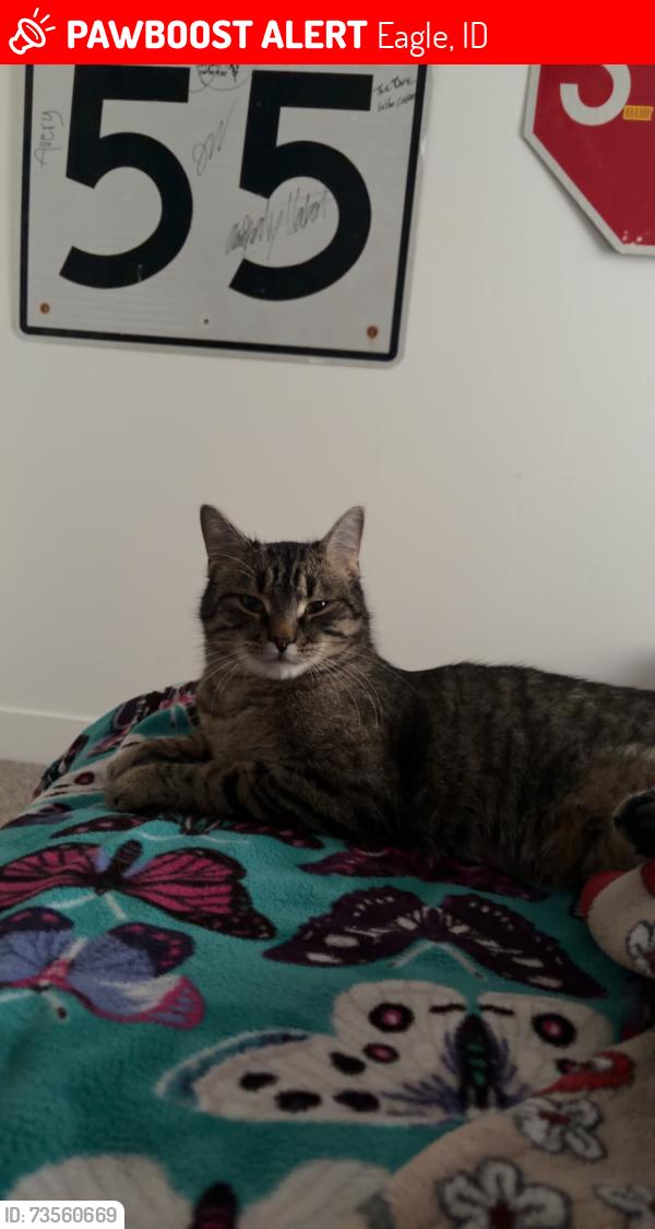Lost Male Cat last seen Near w state street, Eagle, ID 83616