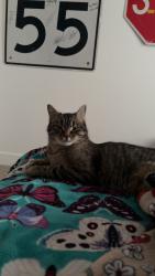 Lost Male Cat last seen Near w state street, Eagle, ID 83616