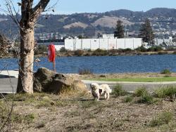 Found/Stray Unknown Dog last seen Doolittle, Martin Luther king jr regional shoreline, Oakland, CA 94621