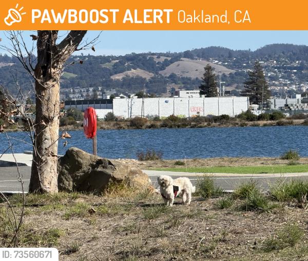 Found/Stray Unknown Dog last seen Doolittle, Martin Luther king jr regional shoreline, Oakland, CA 94621