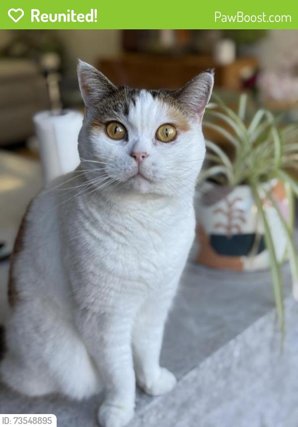 Reunited Female Cat last seen Salisbury street, Moonee Ponds, VIC 3039