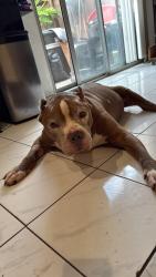 Lost Male Dog last seen Near west Kent Ave, Santa Ana, CA 92704