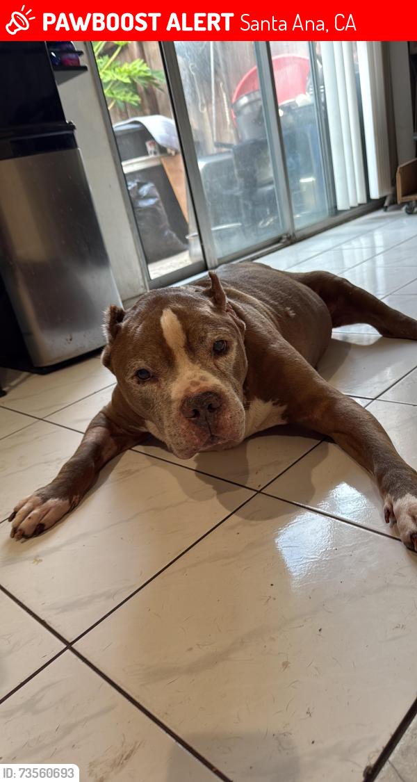Lost Male Dog last seen Near west Kent Ave, Santa Ana, CA 92704