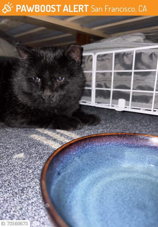 Found/Stray Unknown Cat last seen Scott & Golden Gate, San Francisco, CA 94115