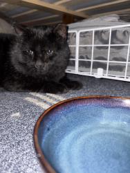 Found/Stray Unknown Cat last seen Scott & Golden Gate, San Francisco, CA 94115