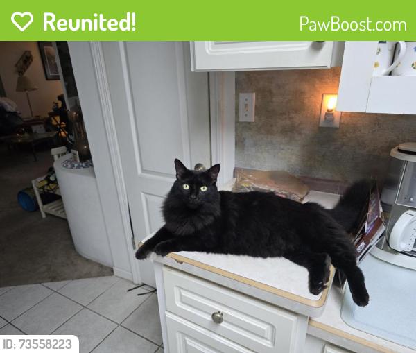 Reunited Male Cat last seen It's in the Southport Springs development off Chancey Road., Zephyrhills, FL 33541