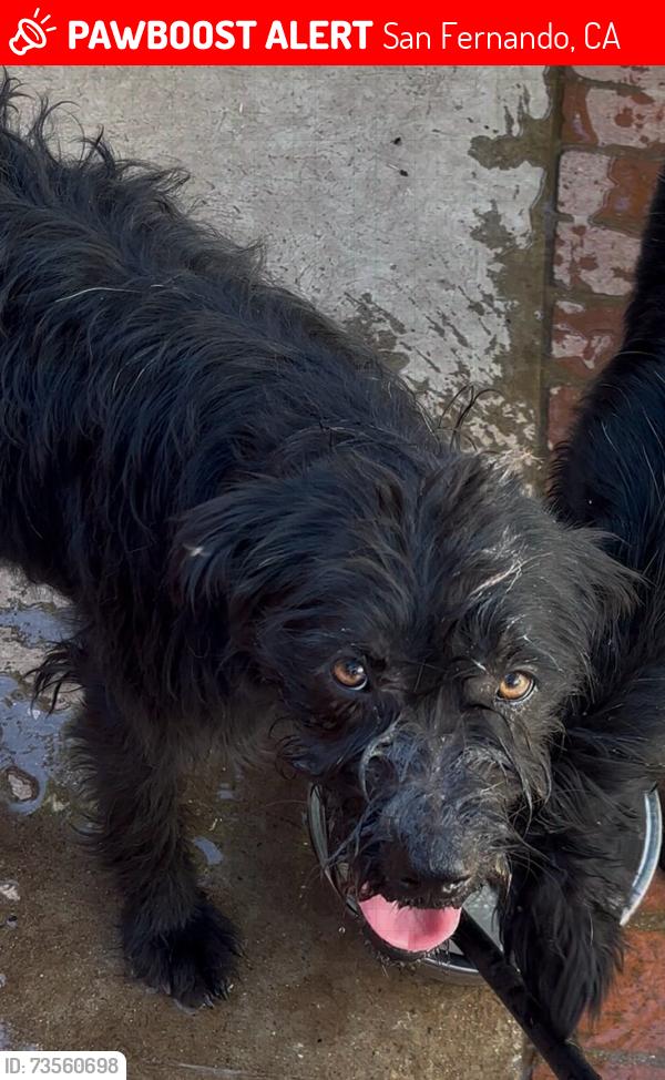 Lost Female Dog last seen Mountain View and N Maclay Ave and Laurel Canyon Blvd, San Fernando, CA 91340
