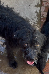 Lost Female Dog last seen Mountain View and N Maclay Ave and Laurel Canyon Blvd, San Fernando, CA 91340