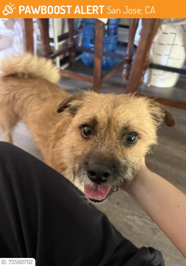 Found/Stray Male Dog last seen Doxey ct & Doxey dr., San Jose, CA 95131