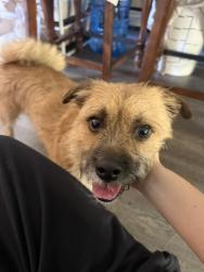 Found/Stray Male Dog last seen Doxey ct & Doxey dr., San Jose, CA 95131