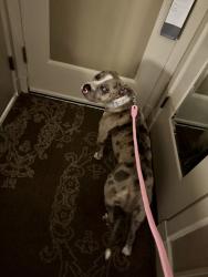 Found/Stray Female Dog last seen Downtown San Jose under a bridge, San Jose, CA 95113