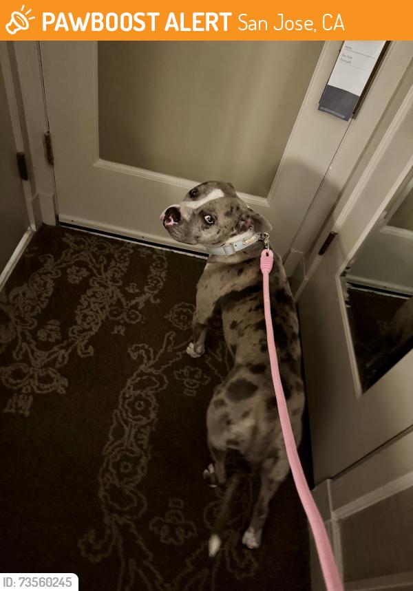 Found/Stray Female Dog last seen Downtown San Jose under a bridge, San Jose, CA 95113